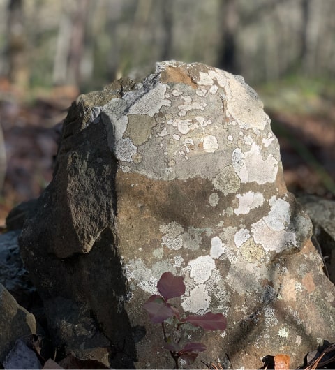 Southeastern Oklahoma wilderness featured in Blue River Realty blog